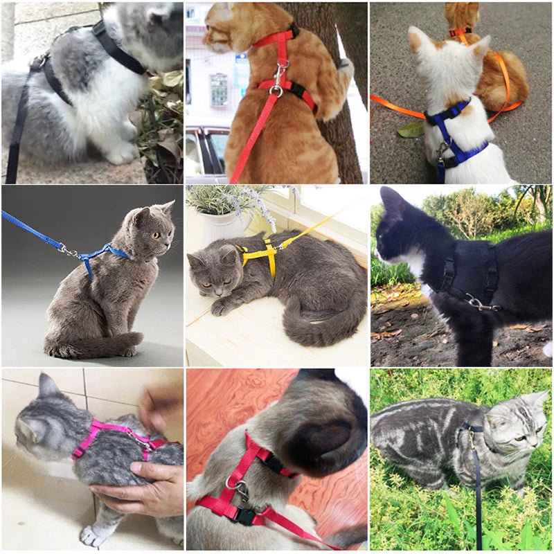 5 Color Adjustable Pet Collar