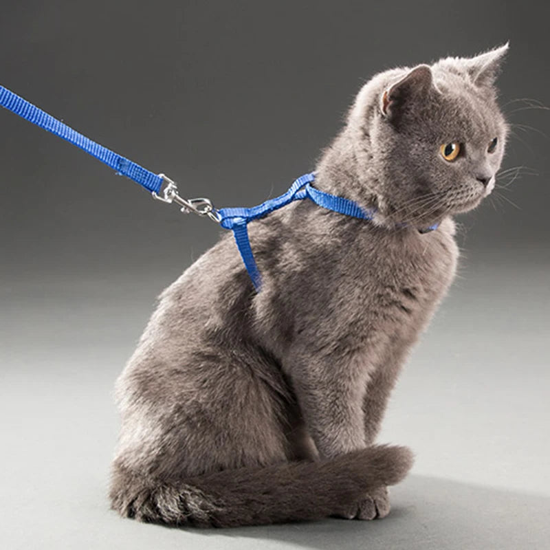 5 Color Adjustable Pet Collar